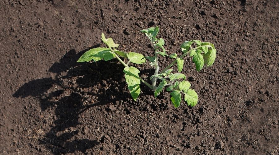 Elevating Your Garden Game Uncovering The Topsoil For Raised Beds