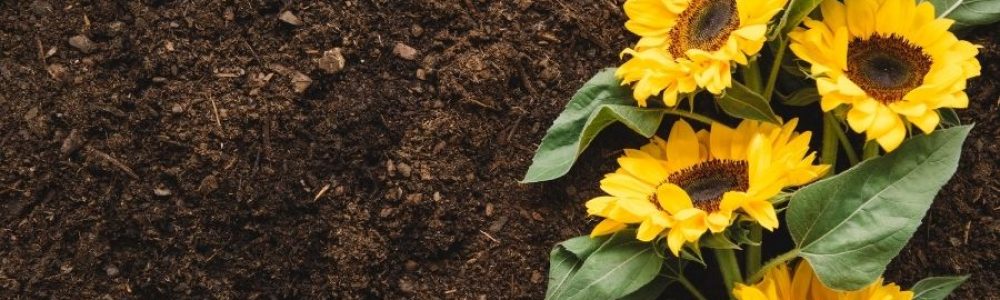 Importance of soil