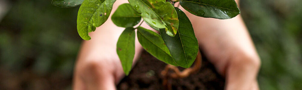 top view of hands holding young plant -what is topsoil used for